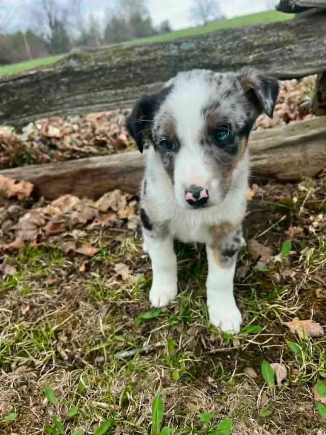 Australian shepherd mix - Photo 5