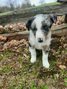 Australian shepherd mix - Photo 5