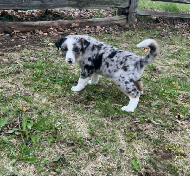 Australian shepherd mix - Photo 6