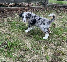 Australian shepherd mix - Photo 6
