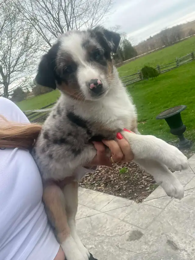 Australian shepherd mix - Photo 7