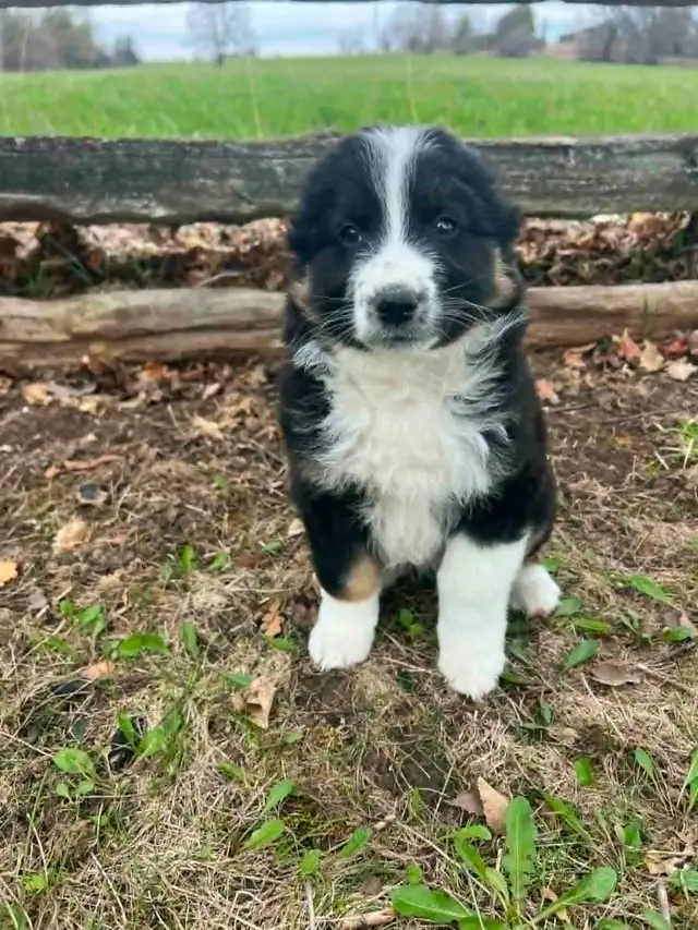 Australian shepherd mix - Photo 8