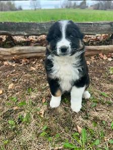 Australian shepherd mix - Photo 8