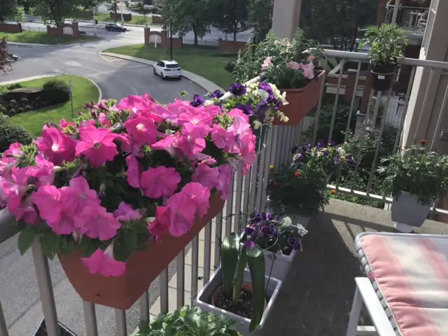 Pots de fleurs et légumes