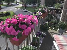 Pots de fleurs et légumes