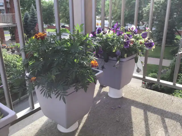 Pots de fleurs et légumes - Photo 2