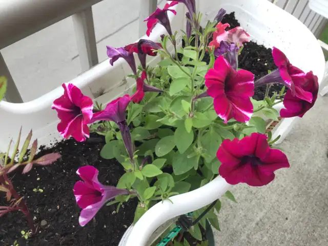 Pots de fleurs et légumes - Photo 3