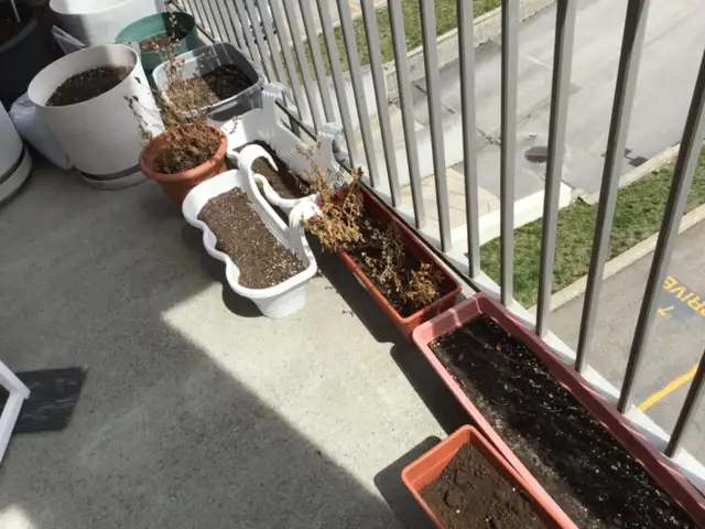 Pots de fleurs et légumes - Photo 8