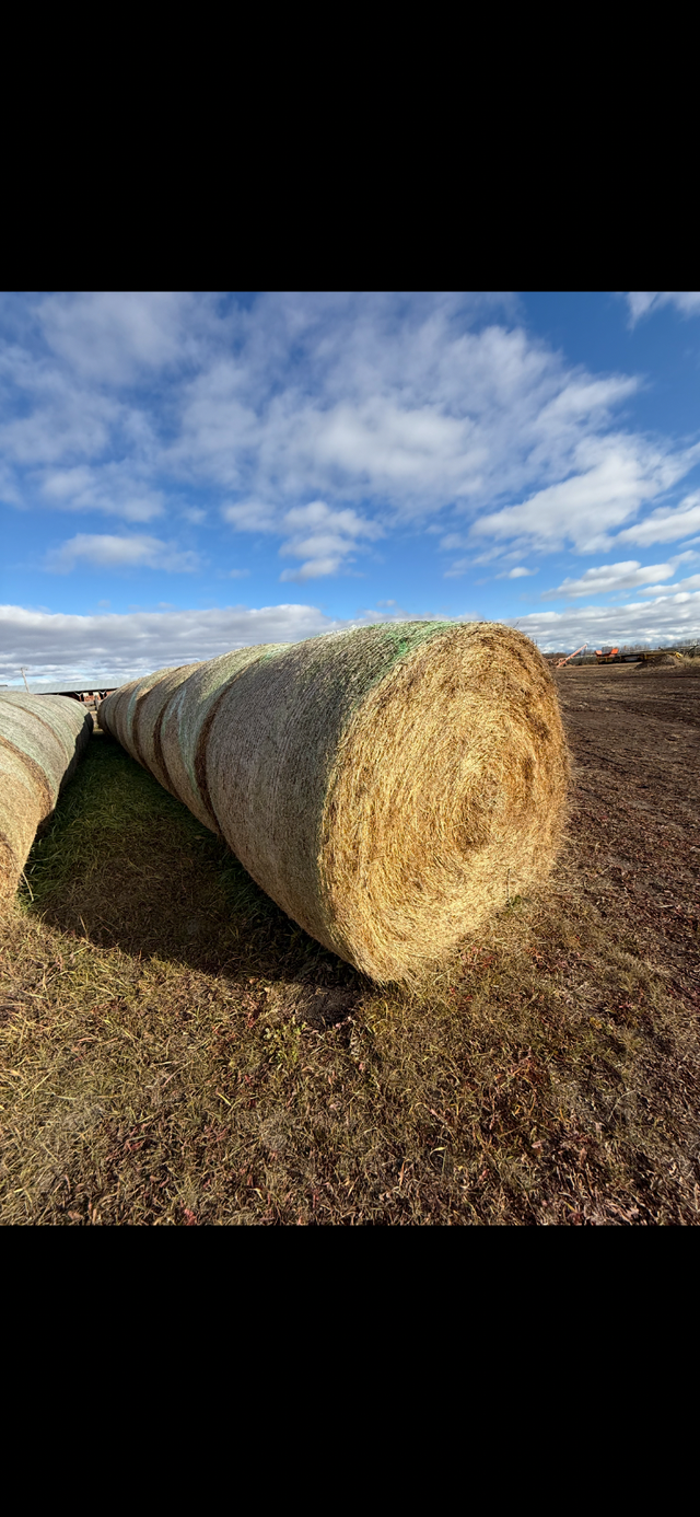 Straw/ Alfalfa round bales for sale