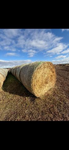 Straw/ Alfalfa round bales for sale