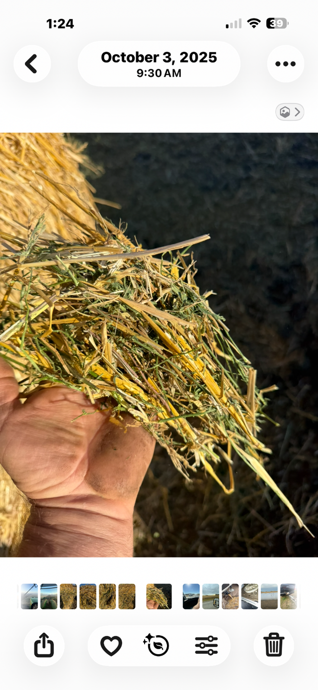 Straw/ Alfalfa round bales for sale - Photo 2