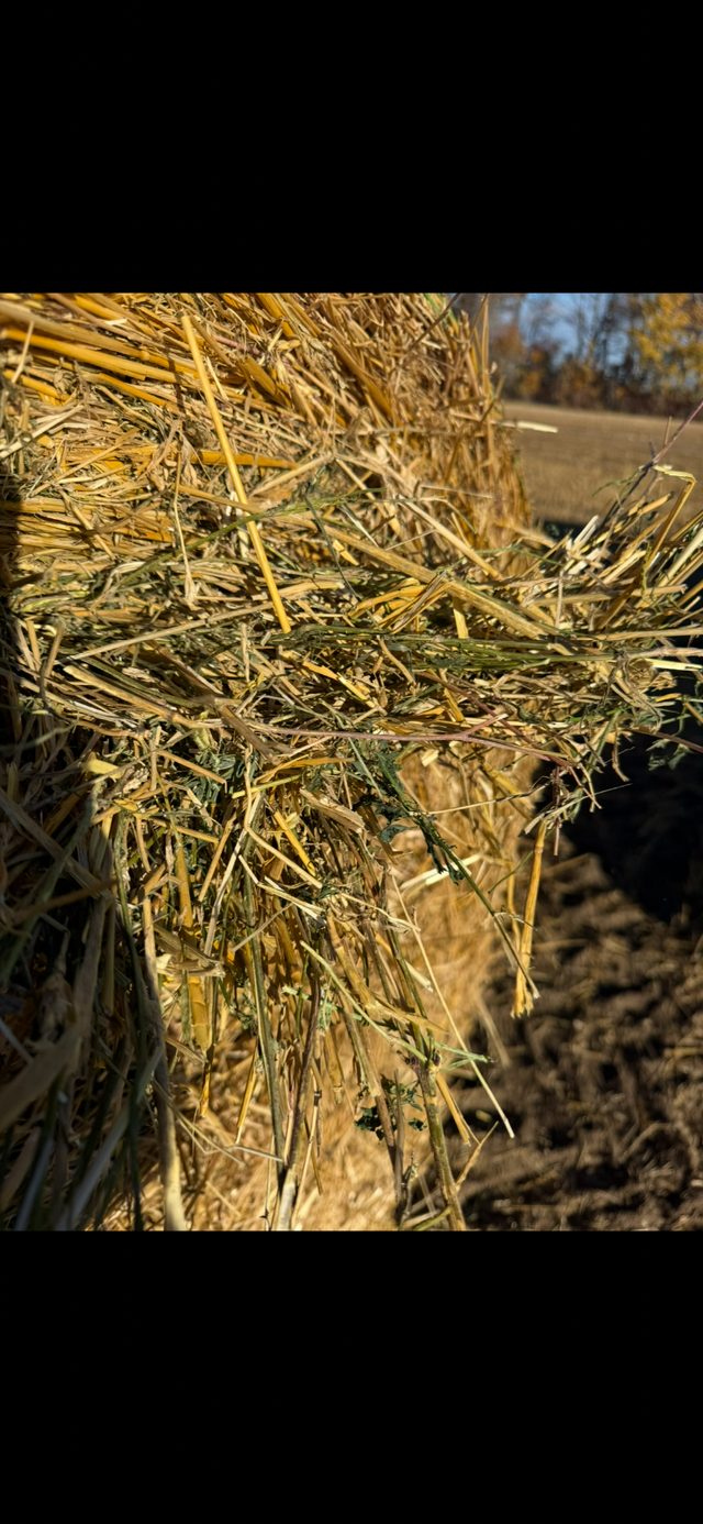 Straw/ Alfalfa round bales for sale - Photo 3