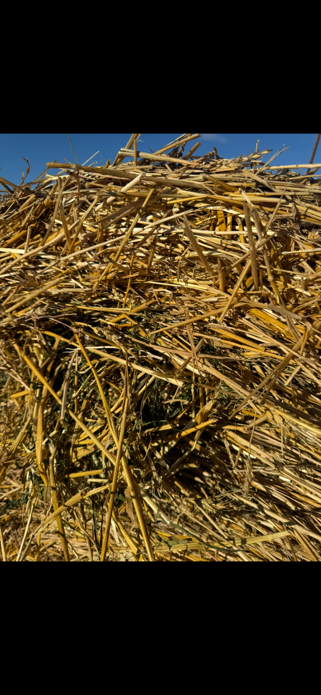 Straw/ Alfalfa round bales for sale - Photo 4