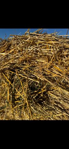 Straw/ Alfalfa round bales for sale - Photo 4