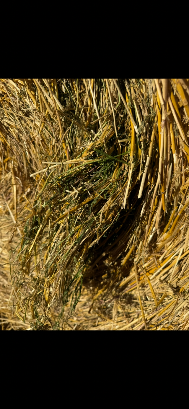 Straw/ Alfalfa round bales for sale - Photo 5