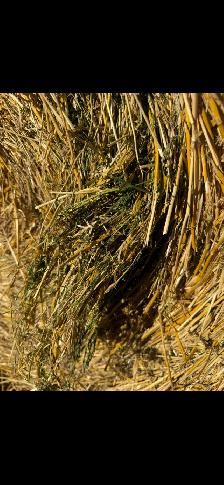 Straw/ Alfalfa round bales for sale - Photo 5