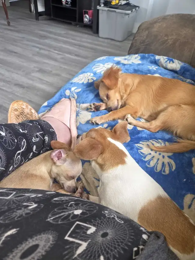 Are you looking for a PET-SITTER?!? - Photo 2