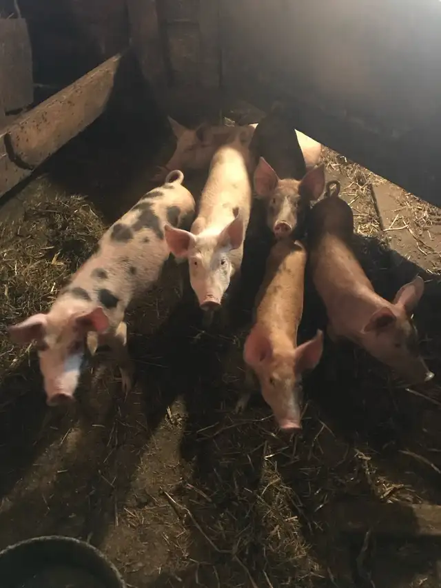Weaner pigs