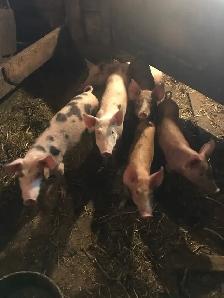 Weaner pigs