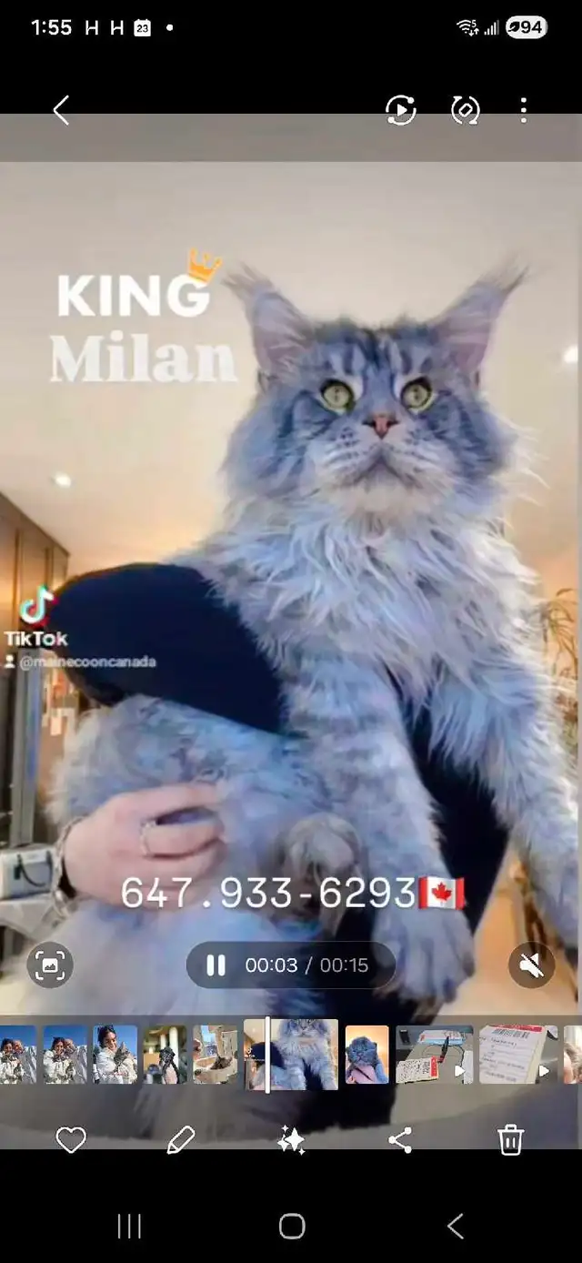 GIANT  REGISTERED Maine Coon kittens