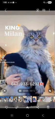 GIANT  REGISTERED Maine Coon kittens