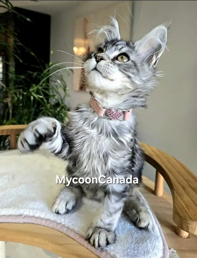 GIANT  REGISTERED Maine Coon kittens - Photo 2