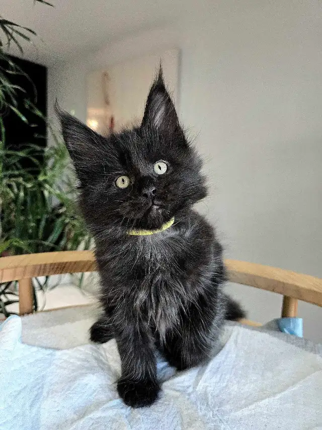 GIANT  REGISTERED Maine Coon kittens - Photo 3