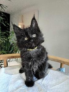 GIANT  REGISTERED Maine Coon kittens - Photo 3