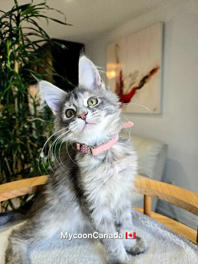 GIANT  REGISTERED Maine Coon kittens - Photo 4