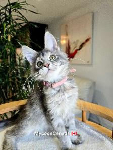 GIANT  REGISTERED Maine Coon kittens - Photo 4