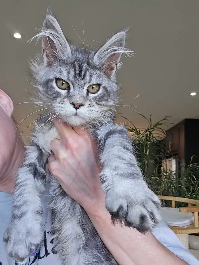 GIANT  REGISTERED Maine Coon kittens - Photo 5