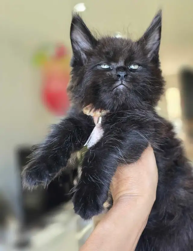 GIANT  REGISTERED Maine Coon kittens - Photo 6