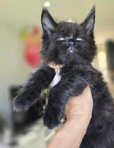 GIANT  REGISTERED Maine Coon kittens - Photo 6