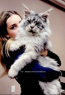 GIANT  REGISTERED Maine Coon kittens - Photo 7