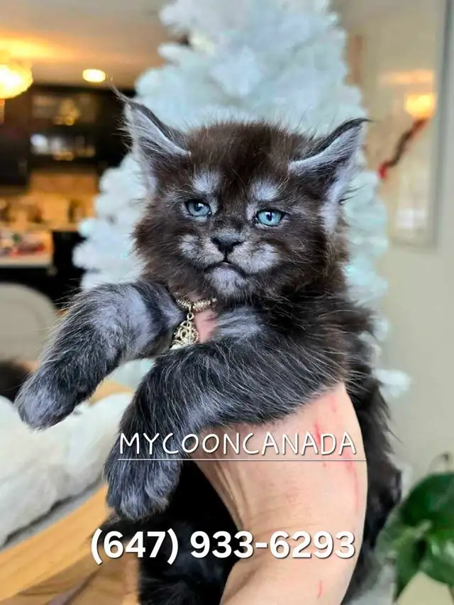 GIANT  REGISTERED Maine Coon kittens - Photo 8