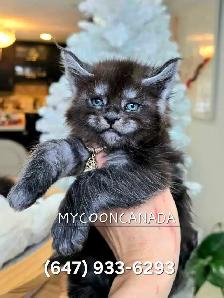 GIANT  REGISTERED Maine Coon kittens - Photo 8