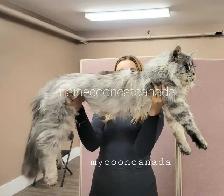 GIANT  REGISTERED Maine Coon kittens - Photo 9