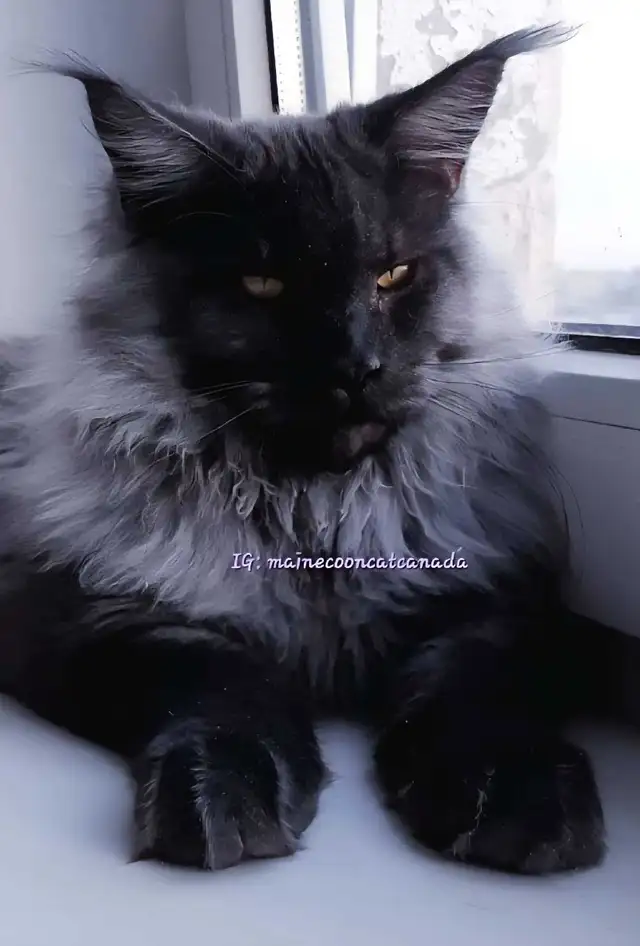 GIANT  REGISTERED Maine Coon kittens - Photo 10