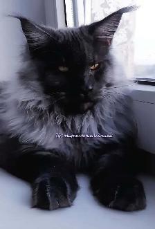 GIANT  REGISTERED Maine Coon kittens - Photo 10