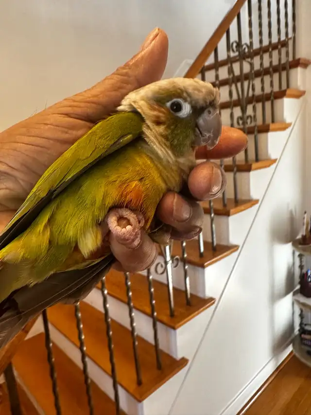Tame Conure For sale.