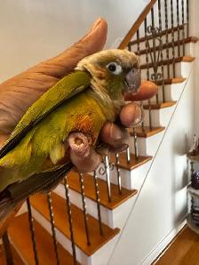 Tame Conure For sale.
