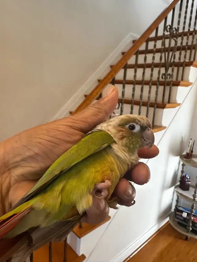 Tame Conure For sale. - Photo 2