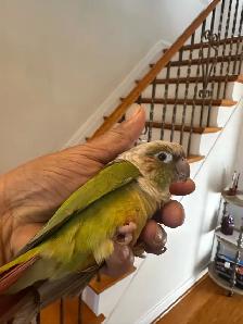 Tame Conure For sale. - Photo 2