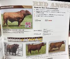 Calving Ease Bull!!