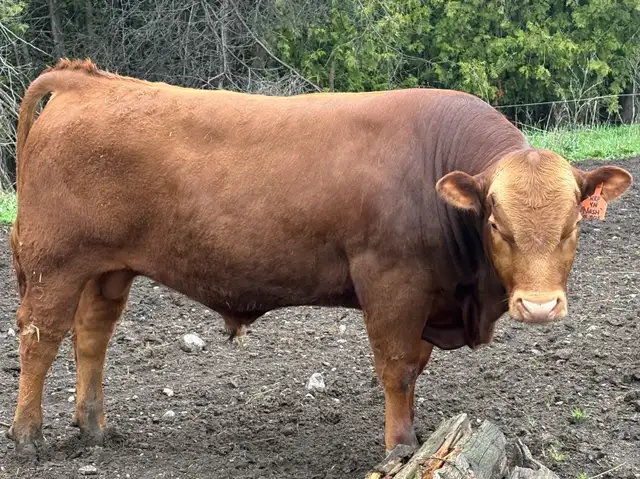 Calving Ease Bull!! - Photo 2