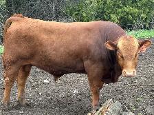 Calving Ease Bull!! - Photo 2