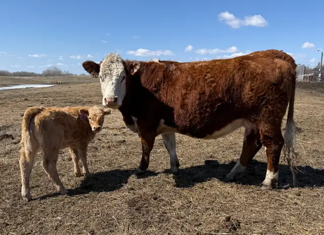 Young Cow Calf pairs