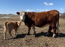 Young Cow Calf pairs