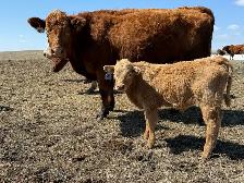 Young Cow Calf pairs - Photo 2