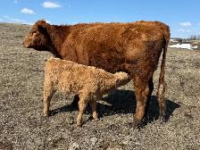 Young Cow Calf pairs - Photo 3